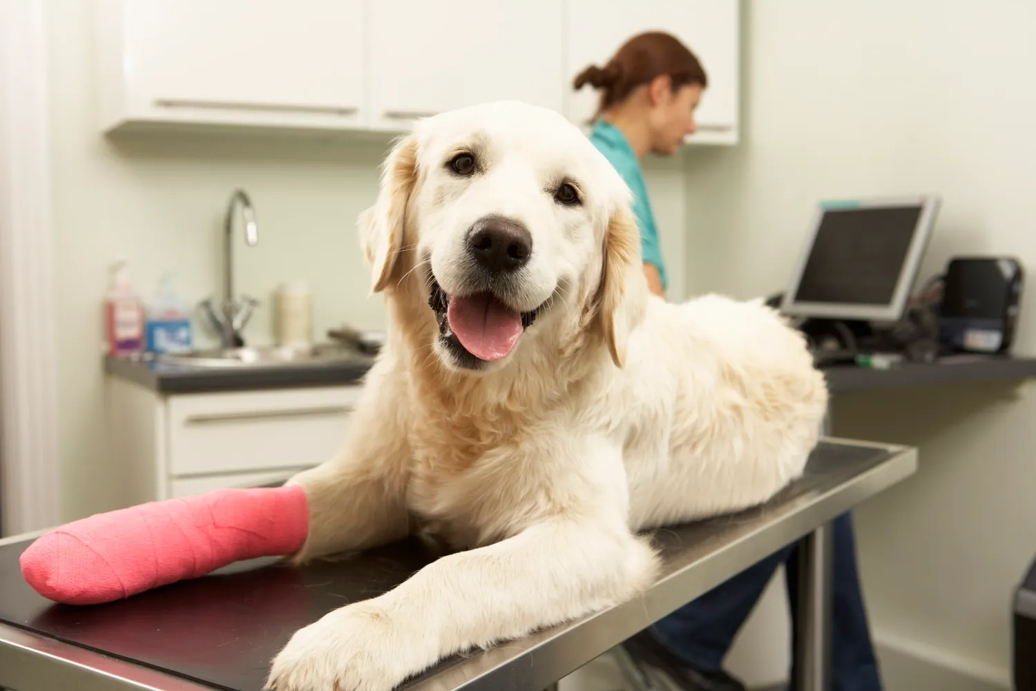 Fremont Pet Hospital – Veterinarian in Fremont, CA
